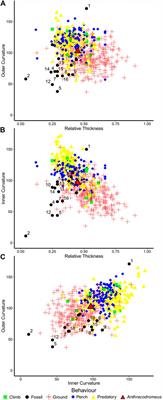 Digit and Ungual Morphology Suggest Adaptations for Scansoriality in the Late Carboniferous Eureptile Anthracodromeus longipes